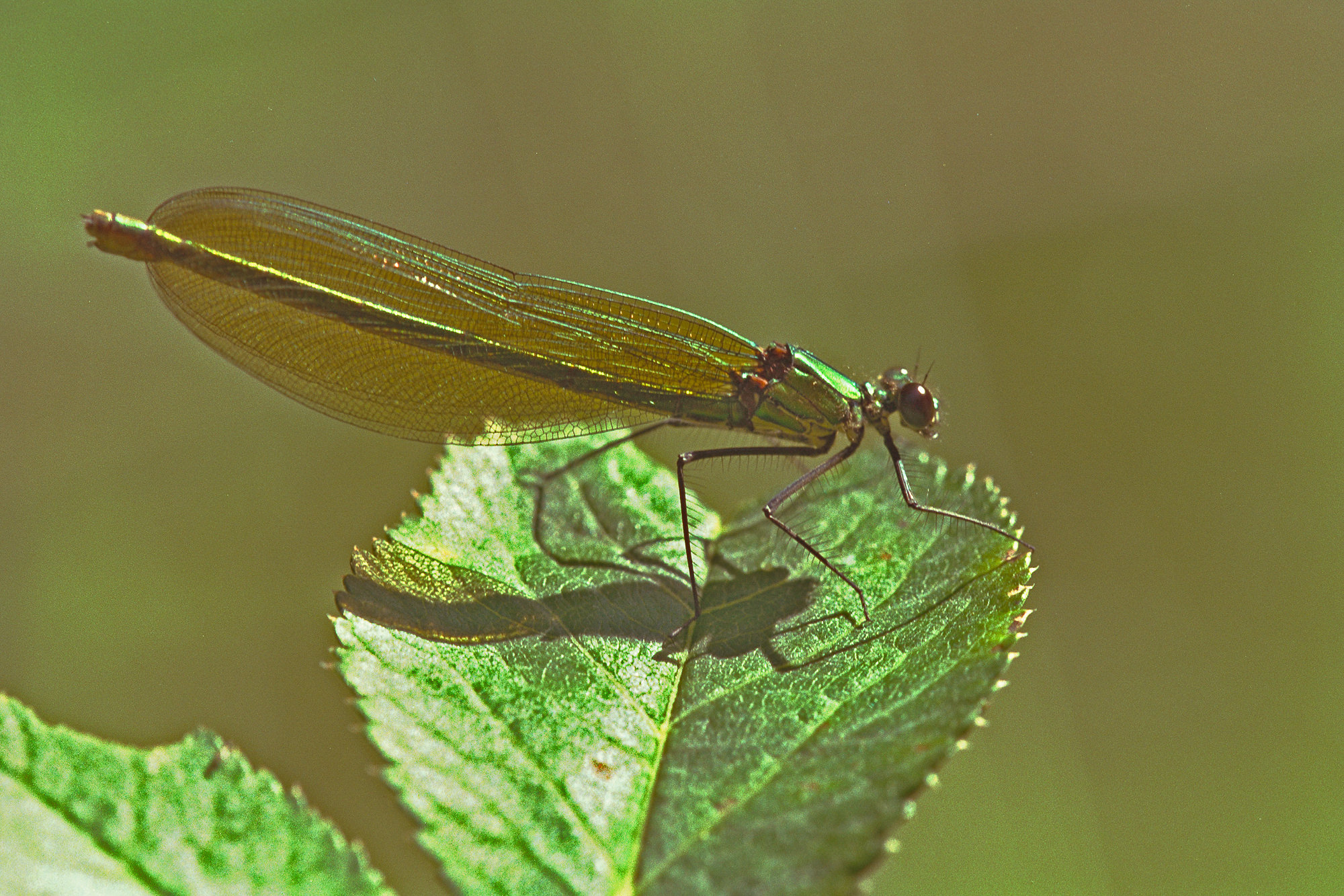 blue-winged dragonflie female